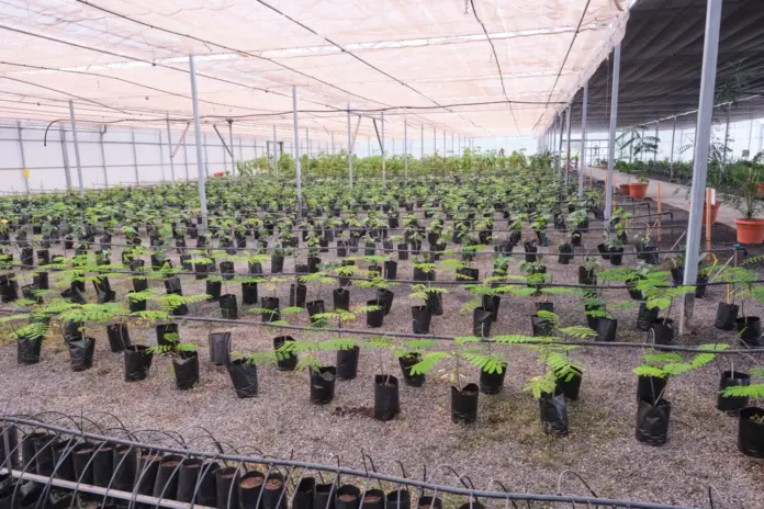 La venta de frutales se realizará del 15 de junio al 10 de julio, ambos inclusive, en la Granja Experimental de Pozo Negro