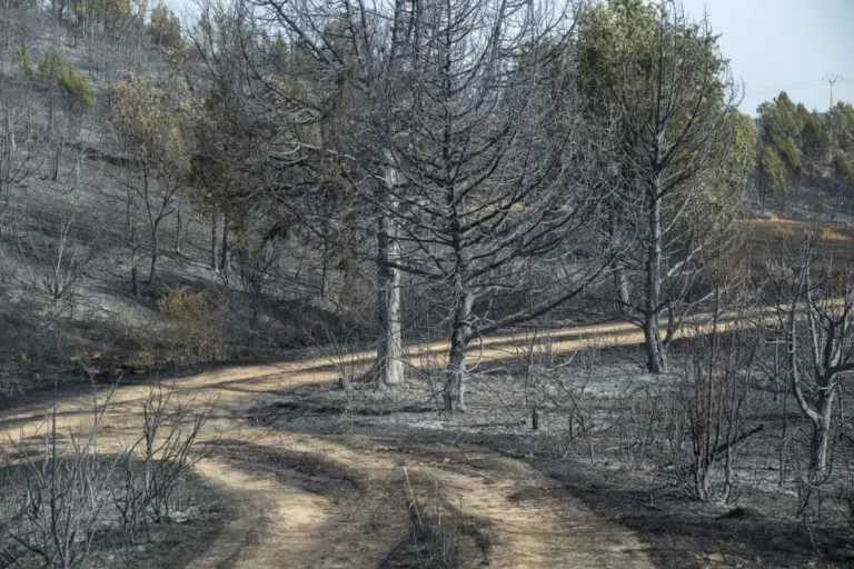 Extinguido el incendio forestal de Guadalajara