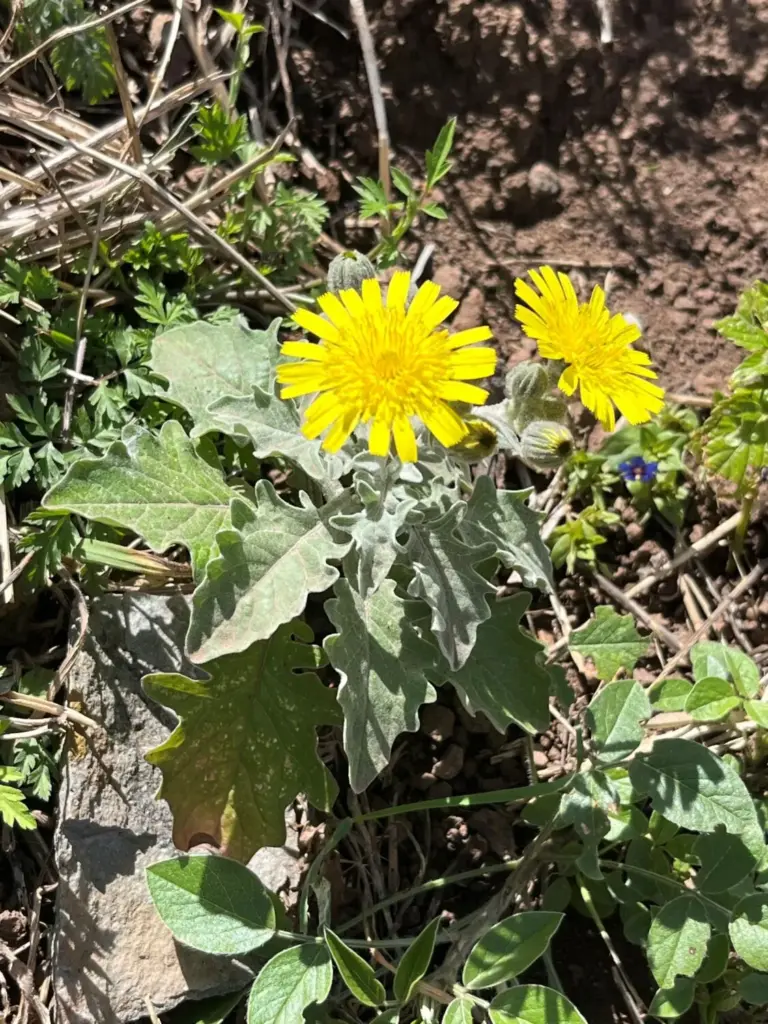 Un estudio internacional liderado desde Canarias revela que las plantas invasoras pueden adaptarse a nuevos climas