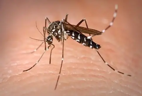 Sanidad activa un protocolo ante la plaga de los mosquitos en Tarajalejo