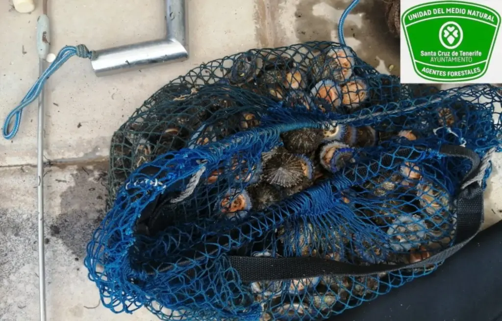 Interceptan a un pescador furtivo con 30 kilos de lapa negra y lapa blanca en Tachero