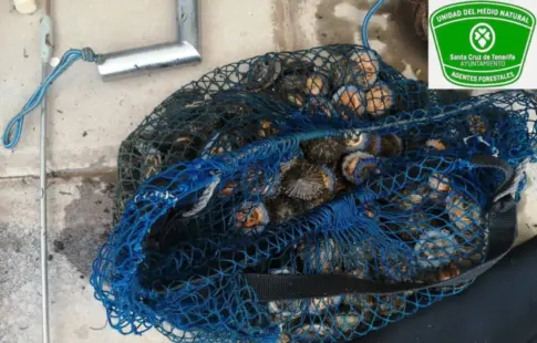 Interceptan a un pescador furtivo con 30 kilos de lapa negra y lapa blanca en Tachero