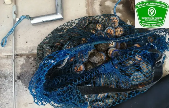 Interceptan a un pescador furtivo con 30 kilos de lapa negra y lapa blanca en Tachero