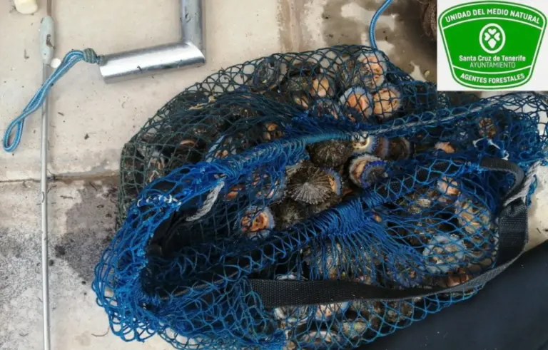 Interceptan a un pescador furtivo con 30 kilos de lapa negra y lapa blanca en Tachero