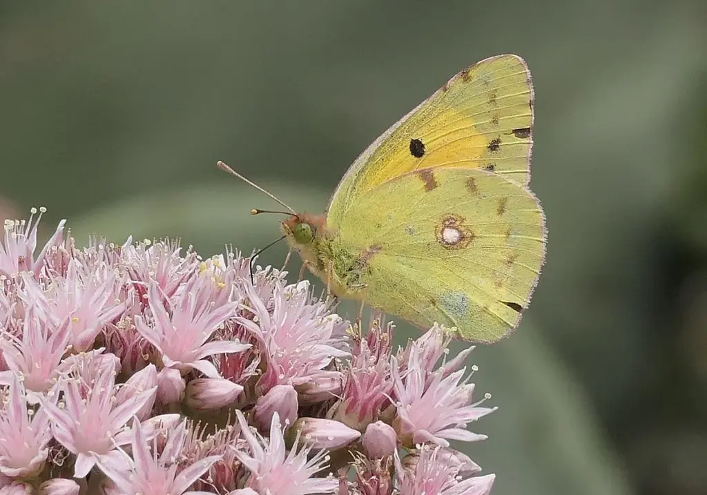 Colias crocea, una de las especies de mariposa que habita en Timanfaya