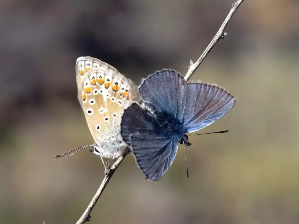 Polyommatus icarus, una de las especies de mariposa presente en Timanfaya. Foto: Mónica Pérez Gil
