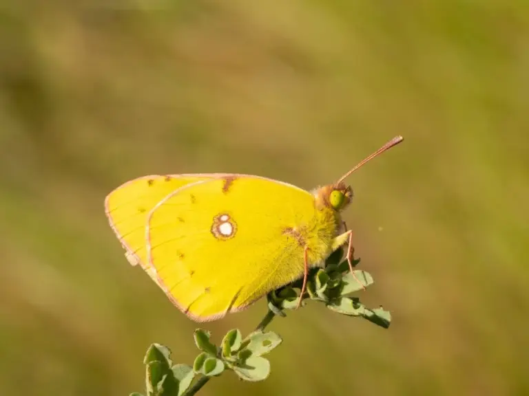 Las mariposas de Timanfaya, termómetros de la salud ambiental del ecosistema volcánico