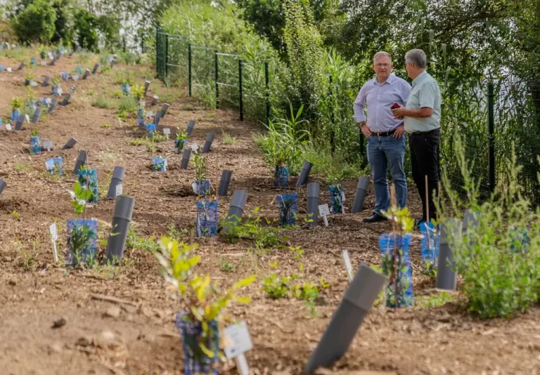 El Bosque de los Recuerdos, en Valleseco, ya luce nueva imagen