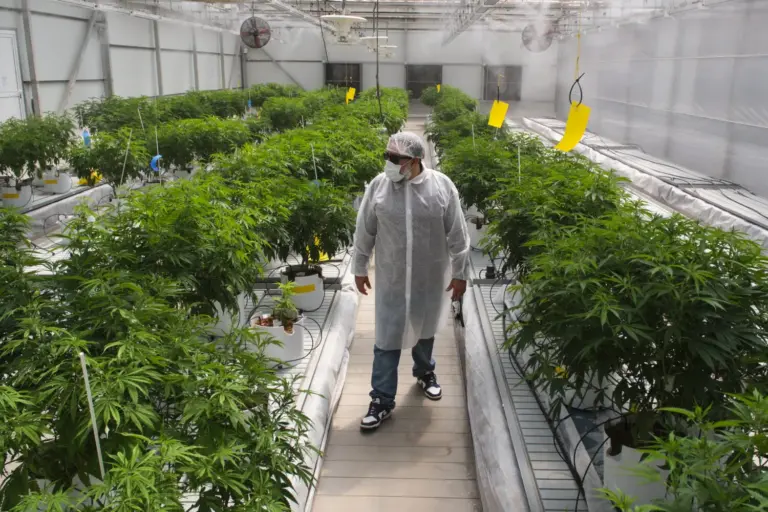 El primer cultivo de cannabis medicinal de Canarias aspira impulsar una nueva industria