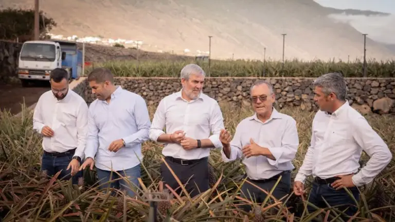El Gobierno de Canarias trabajará en la recuperación de la piña de El Hierro