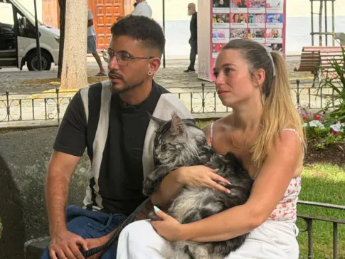 Apolo, el gato Maine Coon viral que pasea por las calles de La Laguna