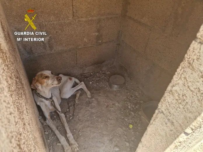 maltrato perros granadilla 1