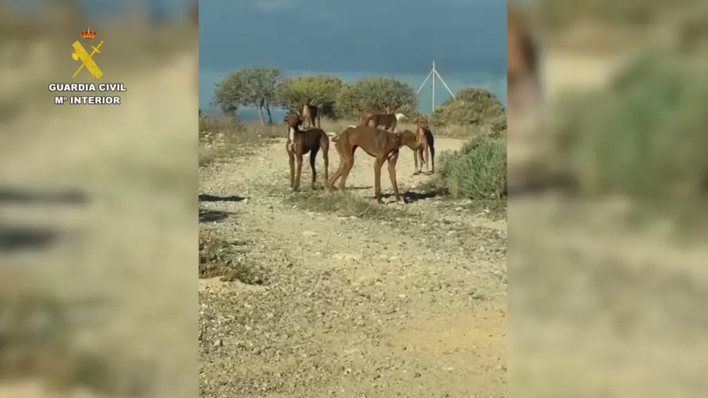maltrato perros granadilla 2