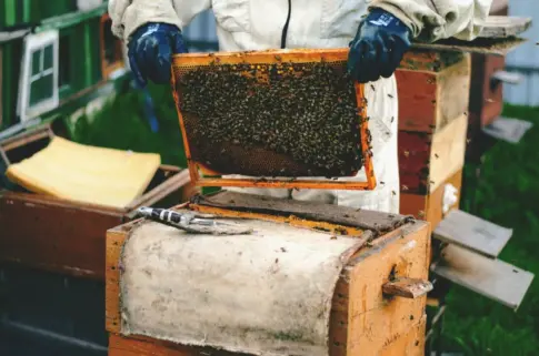 El Hierro pone en marcha un nuevo servicio de extracción de miel