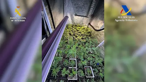 Desmanteladas dos plantaciones de marihuana en el norte de Tenerife