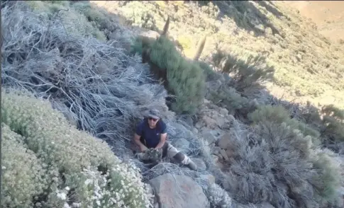 Localizan al pavo real que había sido avistado en el Parque Nacional del Teide