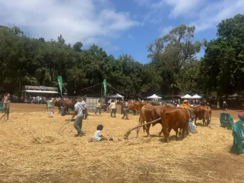 La Finca de Osorio acoge este domingo la Feria de Ganado del Pino con la participación de 37 ganaderos de la isla