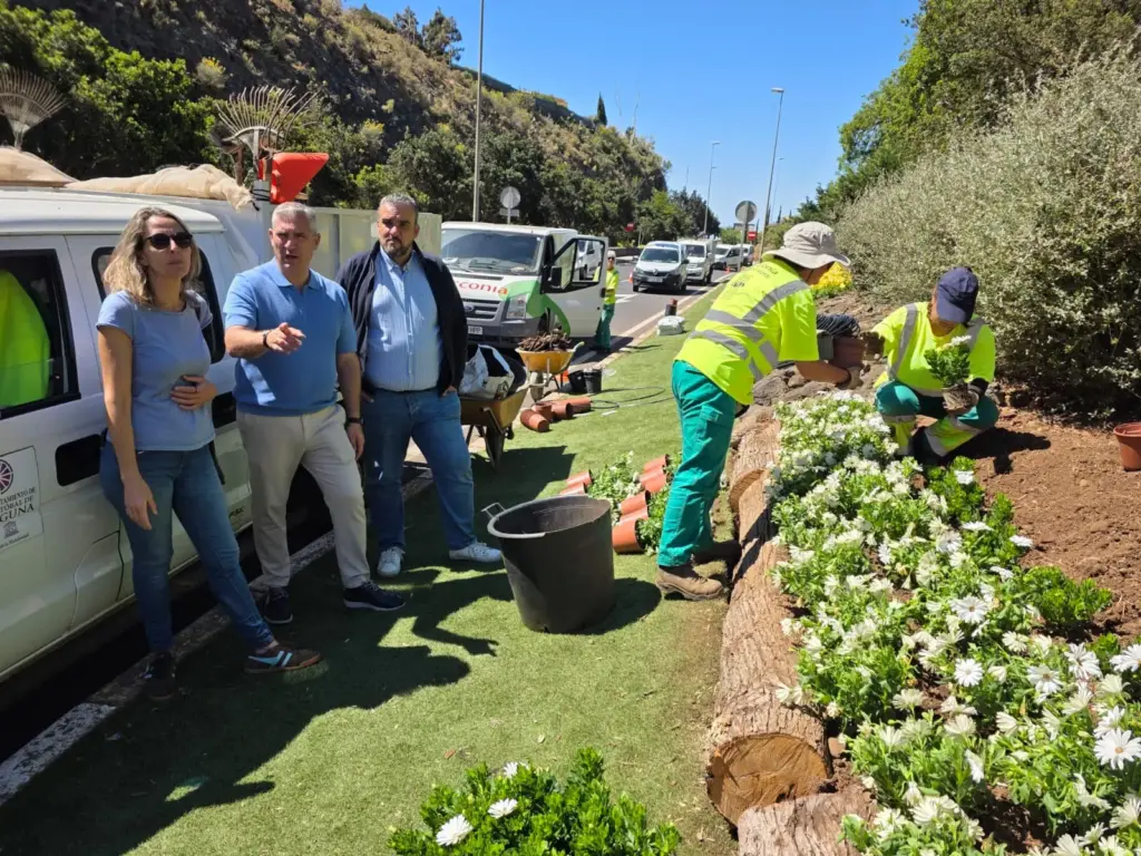 La Laguna llena de color la plaza del Adelantado con la plantación de 500 zinnias