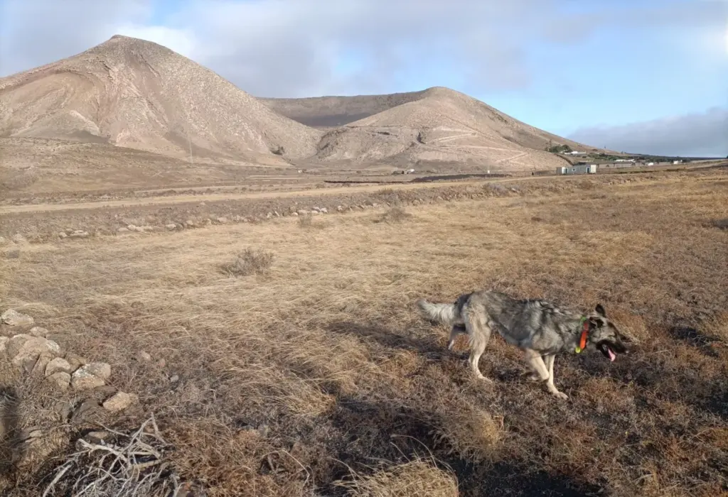 El Cabildo de Lanzarote y La Graciosa despliega un dispositivo especial de inspección y vigilancia con apoyo de la Unidad Canina