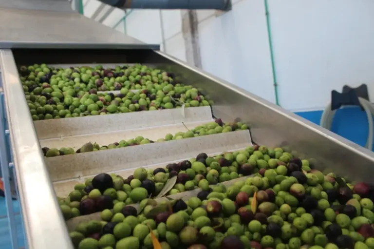 El Cabildo de Fuerteventura pone al servicio de los agricultores la almazara