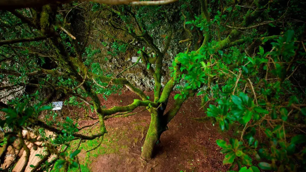 Se trata de una oferta que encaja con el perfil del visitante, pues casi el 64 % asegura elegir El Hierro por su entorno natural y el 61 % por sus paisajes