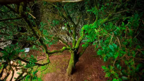 Aumenta la afluencia de visitantes en los centros turísticos de El Hierro