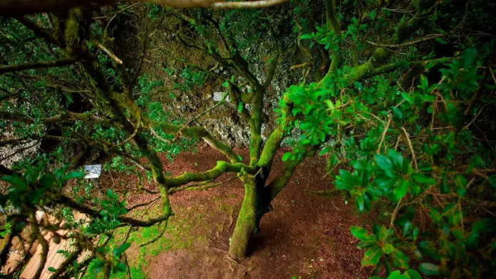 Se trata de una oferta que encaja con el perfil del visitante, pues casi el 64 % asegura elegir El Hierro por su entorno natural y el 61 % por sus paisajes