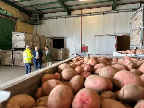 El Cabildo de Tenerife promueve el consumo de papa blanca local