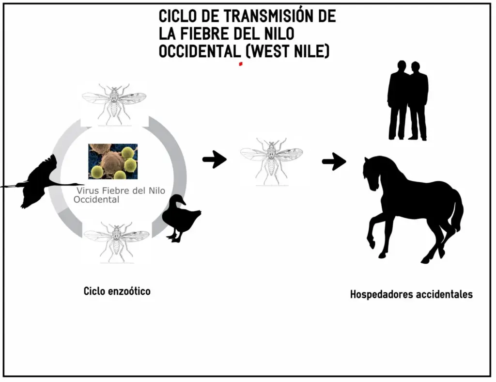 Gráfico Ministerio de Agricultura, Pesca y Alimentación