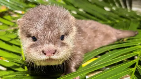 Nacen en Loro Parque cuatro crías de nutria asiática, una especie vulnerable