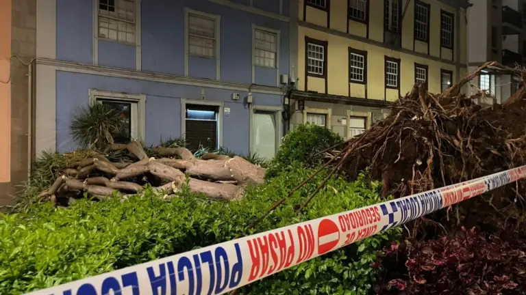 Cae un drago frente a la Catedral de San Cristóbal de La Laguna