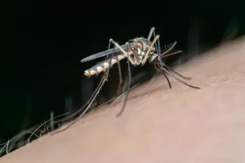 Confirman por primera vez en Canarias el virus de la Fiebre del Nilo Occidental en tres caballos de Gran Canaria