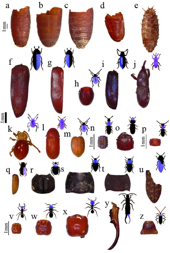 Los insectos revelan cómo la población indígena de Gran Canaria transformó un granero en un espacio funerario