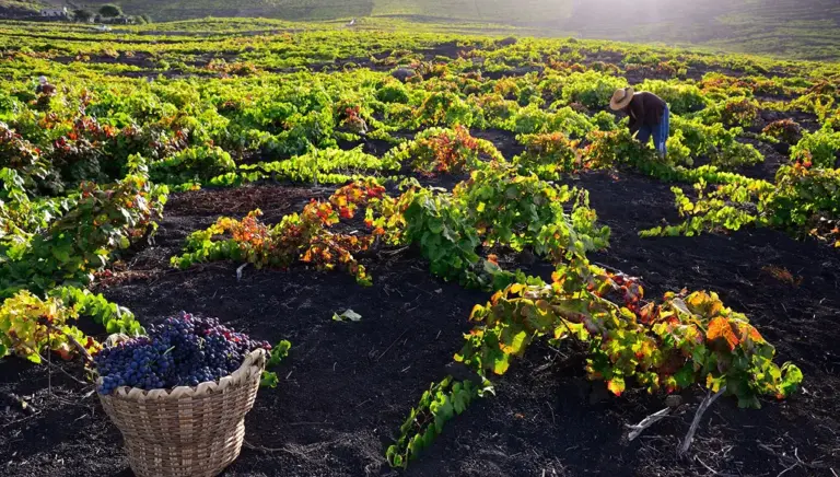 ‘Cebollas Verdes’ estrena temporada en La Radio Canaria con una entrega dedicada al vino