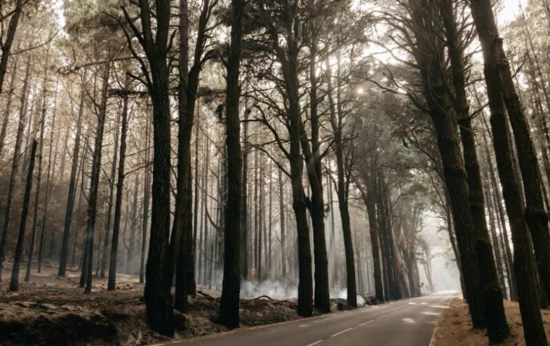 El Cabildo activa medidas de Grado 1 para la prevención de incendios forestales en el sur de Tenerife