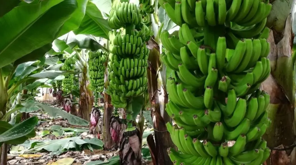 Finca de plátanos en La Palma. REMITIDA / HANDOUT por APARCEROS. Europa Press