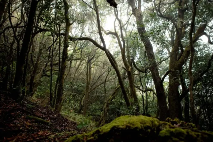 Un hermanamiento que cuenta con la colaboración del Cabildo de La Gomera y de la Reserva de la Biosfera de La Gomera y el Parque Nacional de Garajonay