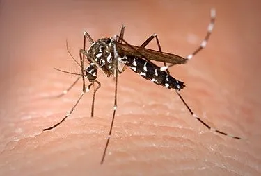 Sanidad informa de la detección de ejemplares de Aedes albopictus en la isla de La Gomera