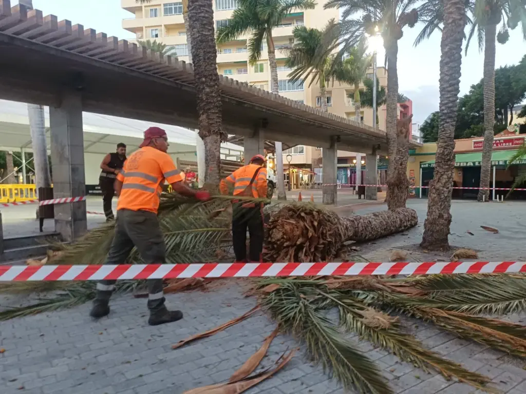 San Sebastián de La Gomera retira una palmera caída en la Plaza de Las Américas
