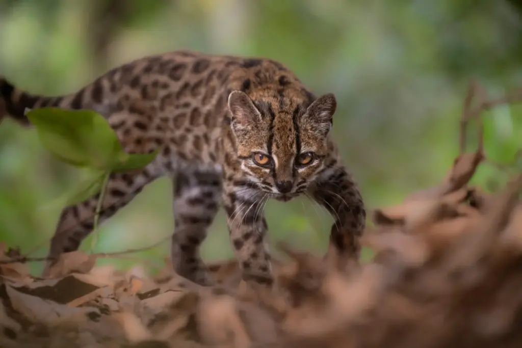 Un ejemplar de *Leopardus tilcayo* —una especie recién identificada gracias a una investigación dirigida por la exploradora de National Geographic Paola Nogales Ascarrunz— camina por el refugio de animales Senda Verde, en la región de los Yungas (Bolivia), el 1 de septiembre de 2026. Fernando Faciole/National Geographic/