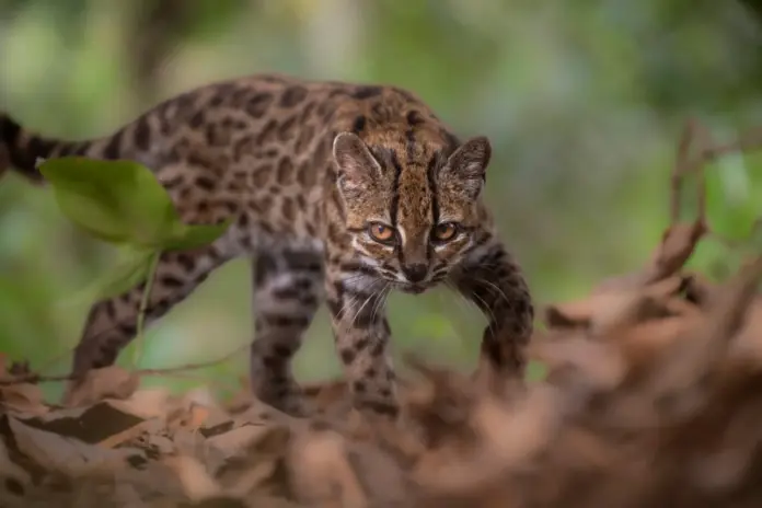 Un ejemplar de *Leopardus tilcayo* —una especie recién identificada gracias a una investigación dirigida por la exploradora de National Geographic Paola Nogales Ascarrunz— camina por el refugio de animales Senda Verde, en la región de los Yungas (Bolivia), el 1 de septiembre de 2026. Fernando Faciole/National Geographic/