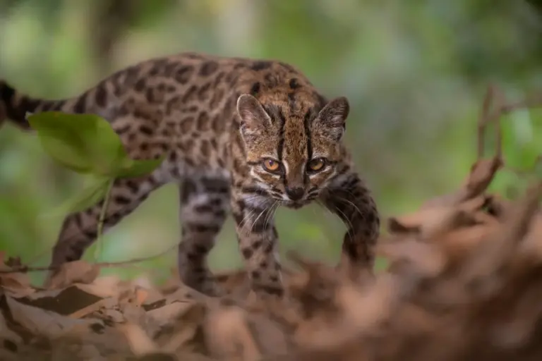 Descubren una nueva especie de felino, la primera en más de un siglo