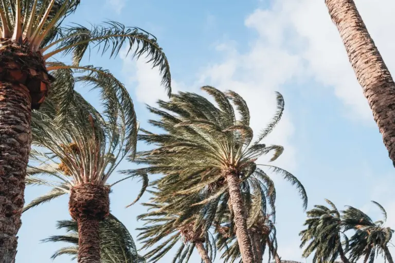 Canarias declara la prealerta por viento en todo el archipiélago desde esta tarde
