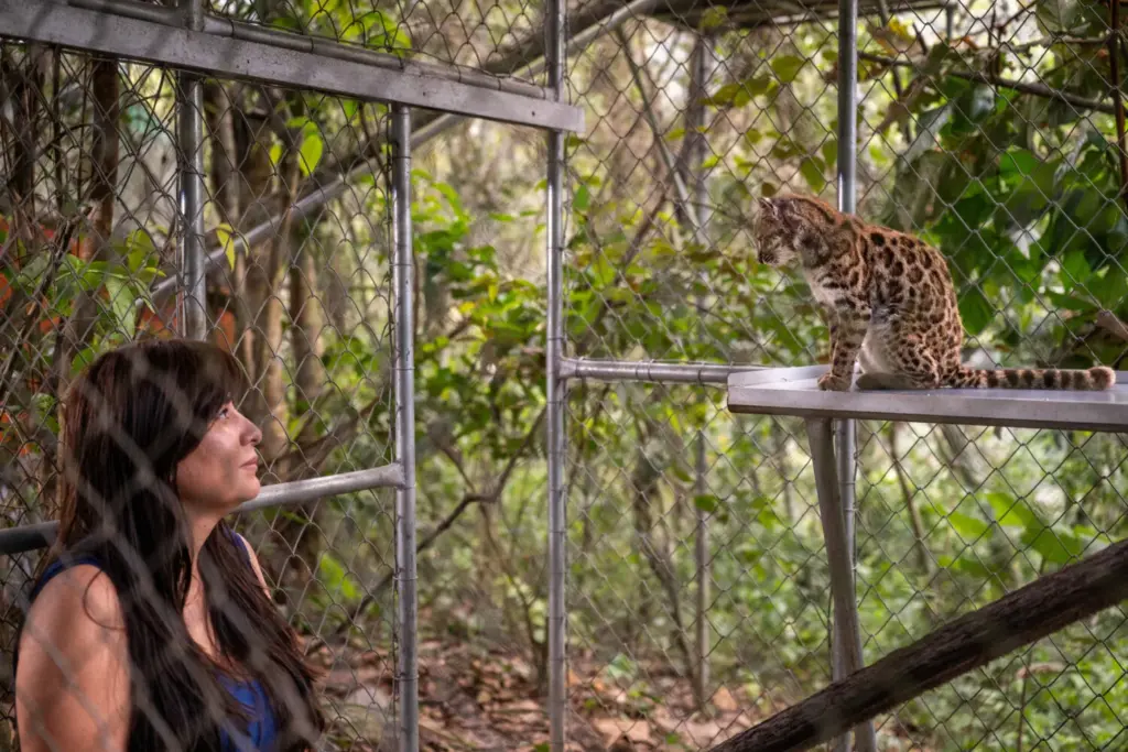 La exploradora de National Geographic Paola Nogales Ascarrunz, quien lideró la investigación que identificó a *Leopardus tilcayo* como una nueva especie, observa al felino en el refugio de animales Senda Verde, en la región de los Yungas (Bolivia), el 1 de septiembre de 2026. Fernando Faciole/National Geographic/