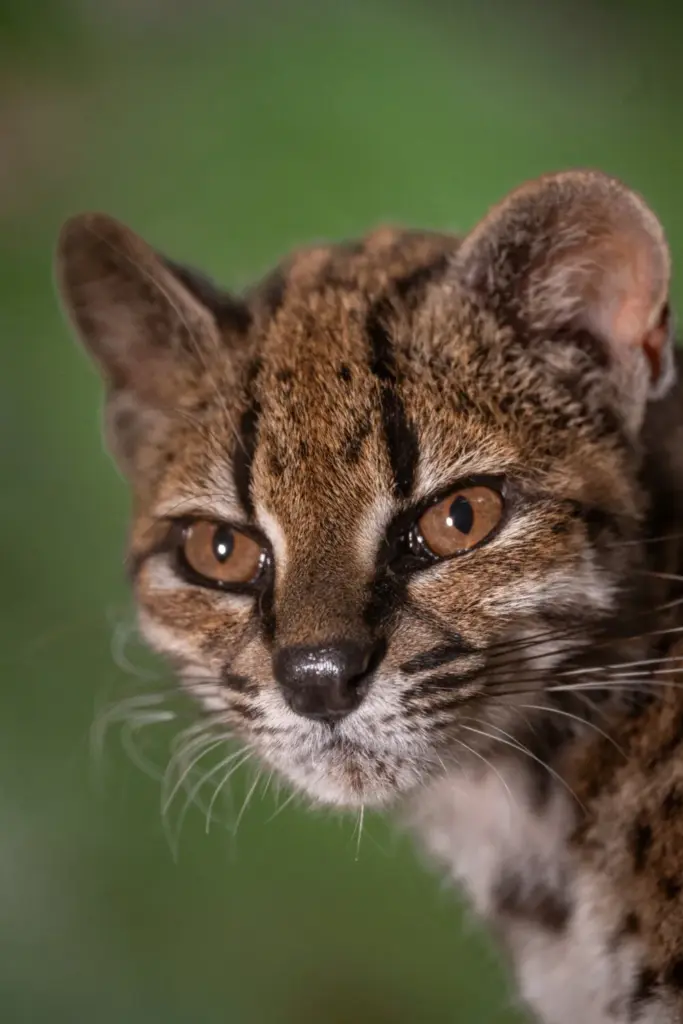 Close-up of Leopardus tilcayo cat, the only known individual of the newly identified species living in protective captivity, identified through research led by National Geographic Explorer Paola Nogales Ascarrunz, in Bolivia, September 1, 2026. Fernando Faciole/National Geographic/