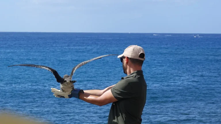 Adeje pide apagar las luces para proteger a las pardelas en su primer vuelo al mar
