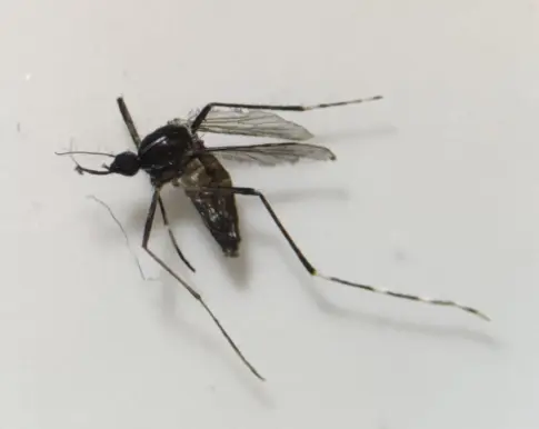 Sanidad detecta ejemplares de mosquito tigre en Motor Grande, en Gran Canaria
