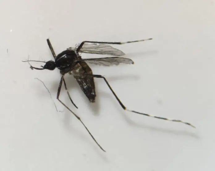 Sanidad detecta ejemplares de mosquito tigre en Gran Canaria