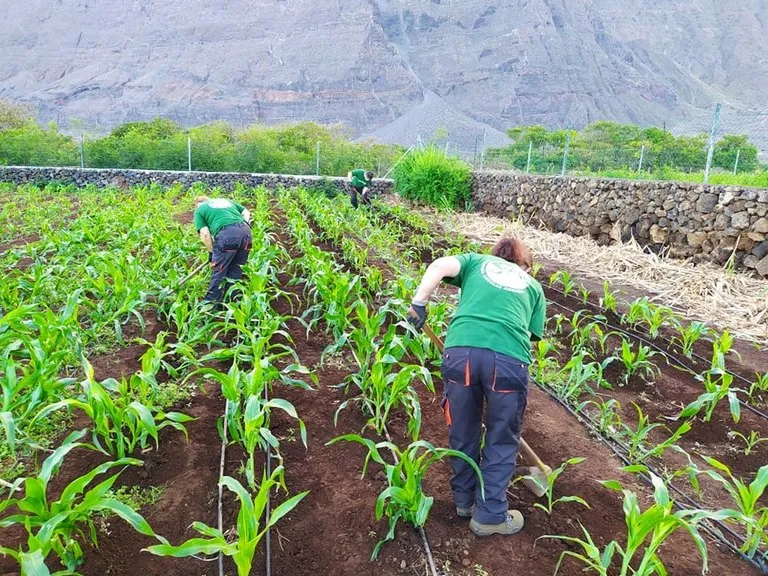 El Hierro añade nuevas ayudas al sector primario en el plan estratégico de subvenciones