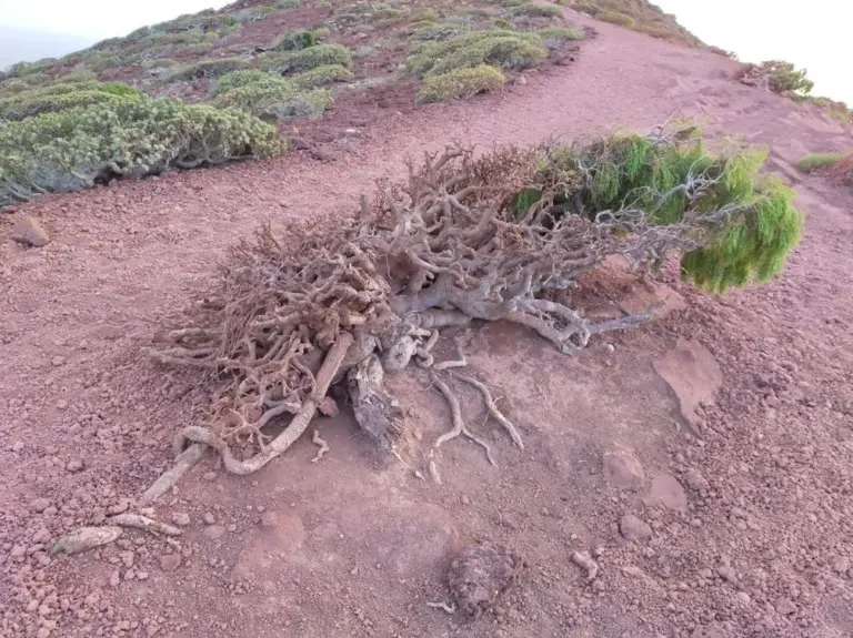 Ecologistas exigen al Cabildo de Tenerife un plan «urgente» de vigilancia de Montaña Roja
